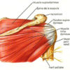 Massage du sportif & Anatomie palpatoire – Image 4