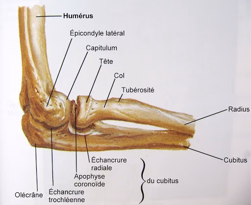 Apophyse coronoïde du cubitus